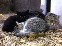 JARČA, MÍŠA A ČERT